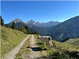 Bosruck (1992m) Na planini je še veliko živine. 