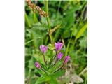 Vrbovec-Epilobium- Vrbovcev je več vrst-jih ne ločim.