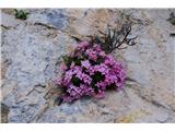 Monte Caplone - 1976 m (nad zaselkom Rest, Garda z okolico) Gorsko cvetje ...