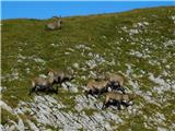 Hochweichsel (2006 m) Kozorogi.