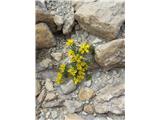 Draba nemorosa (Yellow Whitlow-grass)