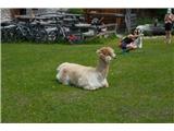 Alla baita Scotoni. Qui hanno alpaca da molti anni, principalmente come attrazione turistica