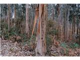 Eucalyptus. An aromatic tree that constantly changes its clothes :)