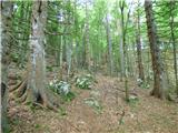 Kal-Koritnica - Lipnik (nad Lepeno)