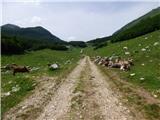 Drežniške Ravne - Planina Zapleč