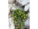 Draba dolomitica - endemit Dolomitov