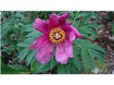 past peonies.