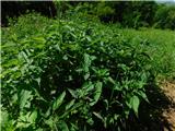 Veliki Cirnik Nettles.