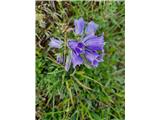 To pa je alpska zvončica-Campanula alpina 