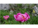 peonies will soon wilt. 