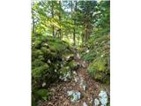 Weg durch den Wald