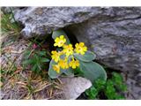 Monte Caplone - 1976 m (nad zaselkom Rest, Garda z okolico) Gorsko cvetje ...