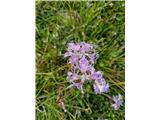 Klinček, ki pri nas ne raste.Mislim , da je čudoviti klinček-Dianthus superbus.