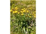 verjetno velekoškasti dimek ( Crepis conyzifolia)