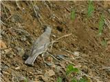 Carar (Turdus viscivorus)