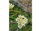 Grozdasti kamnokreč-Saxifraga paniculata-ne moreš ga zgrešiti, ker ima tako prepoznavne listne rozetice .