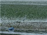 Gajševsko jezero in grad Branek Siva čaplja.