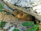 Alpski svizec (Marmota marmota)