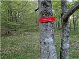 Jelova Ruja - Veliki Stolac