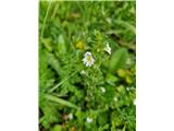 Navadna smetlika -Euphrasia rostokoviana