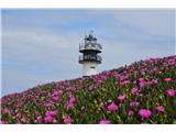Fully blooming coastal flower Carpobrotus edulis, also called cat's claw
