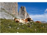 Tukaj pa res pridelujejo*Alpsko mleko*, ali bolj pravilno rečeno dolomitsko :)