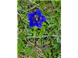 Clusijev svišč-Gentiana clusii