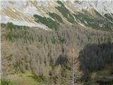 Leobner Mauer (1870 m) Pogled na macesnov gozd Gropperwald.