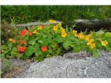 Nasturtiums are a self-seeding plant here, widespread everywhere. The same with calla lilies