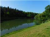Ribje drstičje na Hočkem potoku.