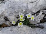 alpski mak