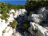 Robanov kot - Veliki vrh (Veža)