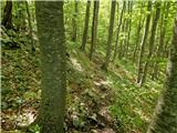 Jelova Ruja - Brdašce