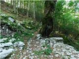 Bevški vrh - Veliki Modrasovec