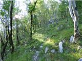Žaga - Gulj