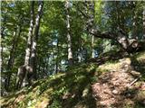 ... and through the forest in larger and smaller zigzags
