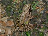 Spodnje Radvanje - Sveti Bolfenk (Mariborsko Pohorje)