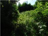 Lesično - Bredič