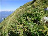 Planina Zapleč - Kal (greben Krnčice)