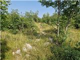 Crveni Vrh - Markovac