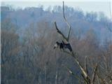 Kormoran (Phalacrocorax carbo)