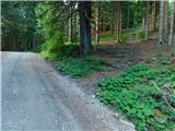 Javorje (Mala Črna) - Smrekovec