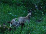 Gams (Rupicapra rupicapra)
