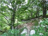 Drežniške Ravne - Curk Waterfall