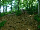 Čatež ob Savi - Sveti Vid (Šentviška gora)