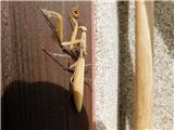 Navadna bogomolka (Mantis religiosa)