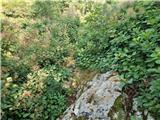 Crveni Vrh - Markovac