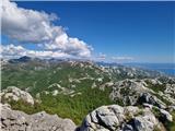 Jelova Ruja - Panos