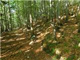 Bevški vrh - Veliki Modrasovec