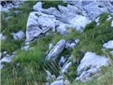 Bavšica - Šmihelovec